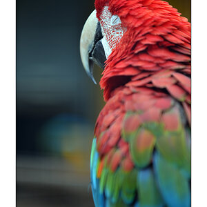 ZooPZ1 2745