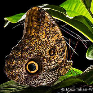 Schmetterling