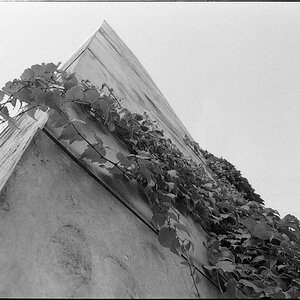 Stadtflora