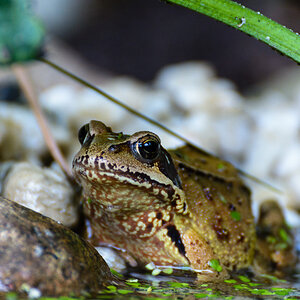 Fröschi am Gartenteich