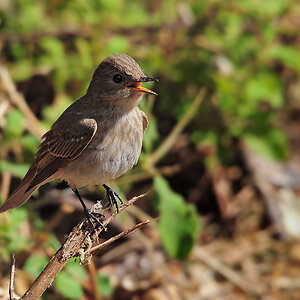 DSC 4685 Grauschnäpper 1000