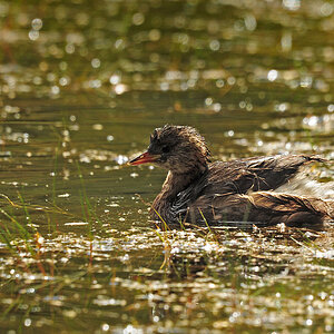 DSC 5002 Zwergtaucher 1000