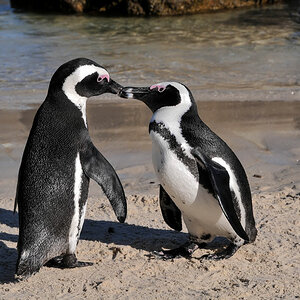 simonstown pinguin 8
