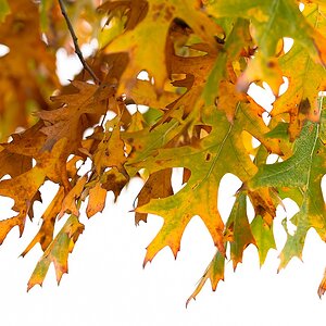 F005024nc