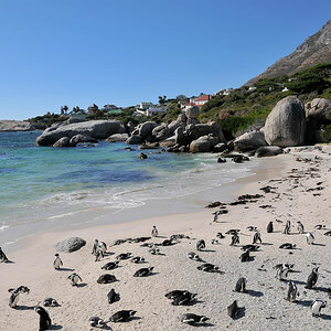 simonstown pinguin 9