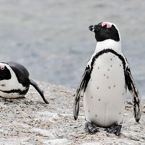 simonstown pinguin 2