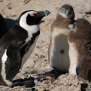 simonstown pinguin 4