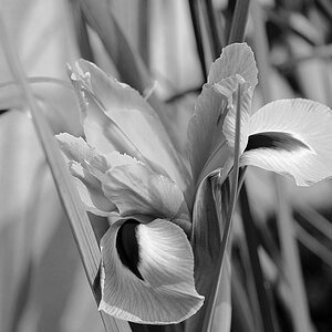 Iris3