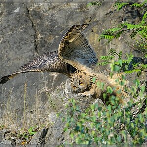 20140716 0940 [NIKON D4] 850 mm,1 1000 Sek. bei ƒ   7,1