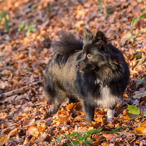 herbst joy