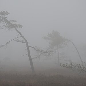 Schwarzes Moor 005