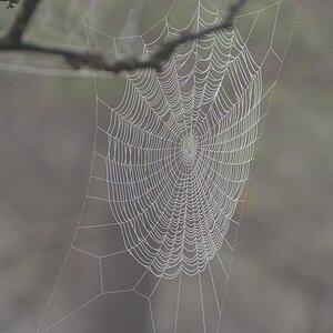 Schwarzes Moor 006