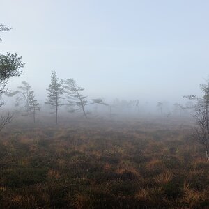 Schwarzes Moor 014