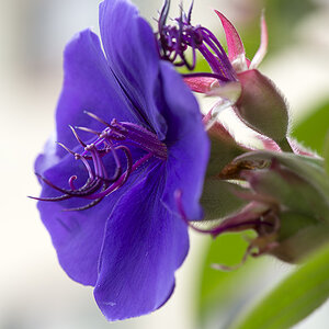 Prinzessinnenblume 1