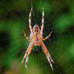 SpinneimNetz