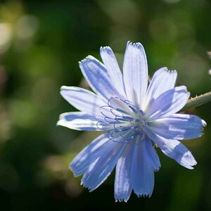 Die Blüte der Zichorie