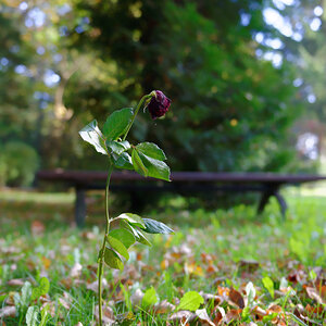 610 5801 Hauptfriedhof