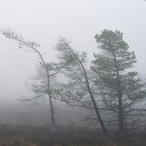 Schwarzes Moor 02