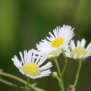 Die Blüte der Margeriten