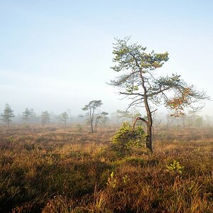 Schwarzes Moor 06
