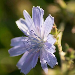 Die Blüte der Zichorie2