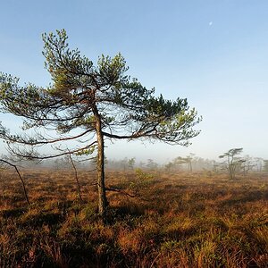 Schwarzes Moor 07