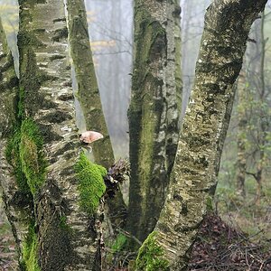 Schwarzes Moor 14