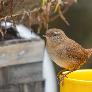 DSC 2310 khg