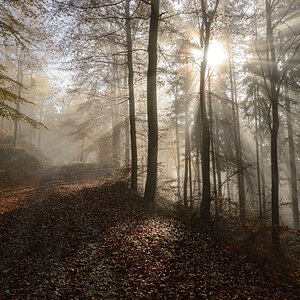 forest november sun rays