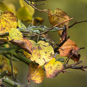 herbst 1