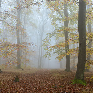 foggy forest november