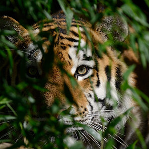 Tiger
Tiergarten Nürnberg