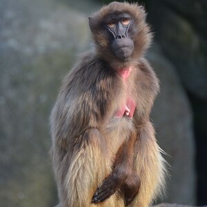 Affe