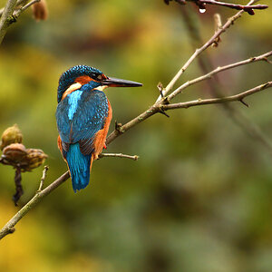 DSC 0416 Eisvogel 1000