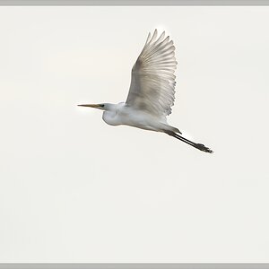 20141123 2768 [NIKON D4] 850 mm,1 2000 Sek. bei ƒ   8,0