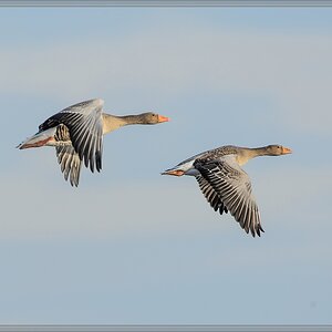 20141123 2817 [NIKON D4] 850 mm,1 2000 Sek. bei ƒ   8,0