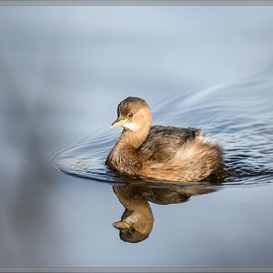20141123 2920 [NIKON D4] 850 mm,1 1000 Sek. bei ƒ   8,0
