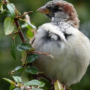 Spatz