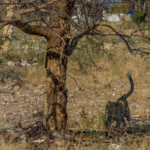 Leopard 1