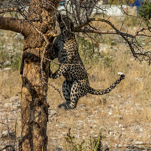 Leopard 2