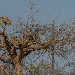 2 Leoparden