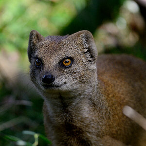 Fuchsmanguste 
Tiergarten Nürnberg