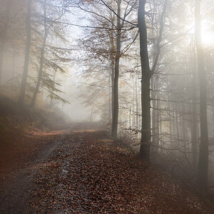 forest with mist on the lens