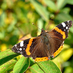 November-Schmetterling