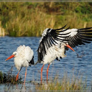 20141102 0084 [NIKON 1 V1] 300 mm,1 1600 Sek. bei ƒ   5,6 2