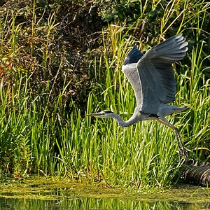 D71 1886 Reiher II Abflug