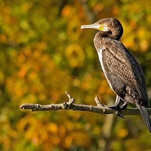 D71 2980 Kormoran im Sonnenlicht 10 2014
