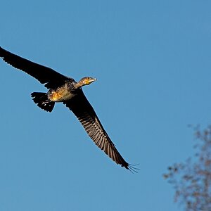 D71 3031 Kormoran Vorbeiflug 10 2014