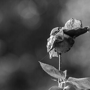 Botanisch 2