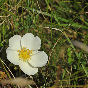 Dünenblümchen 7003206Ax